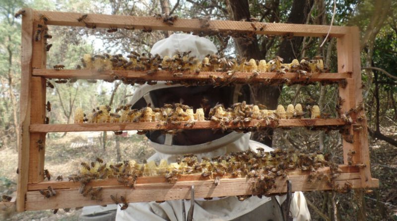 Ana Arı Yetiştiriciliği Kursu Kayıtları Başladı  