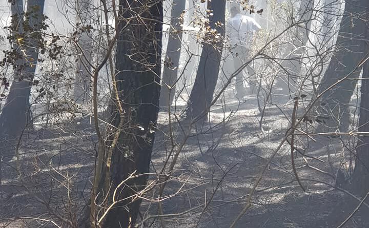 Arıcılarımız orman yangınına müdahalede bulundu  