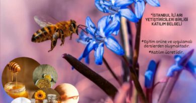 Arı Ürünleri Üretimi ve Ballı Bitkiler Kursu Başvuruları Başladı  